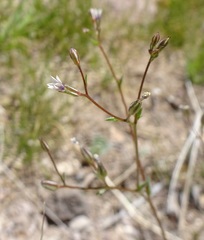 Gilia mexicana