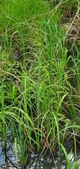 Carex hyalinolepis