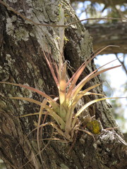 Tillandsia achyrostachys