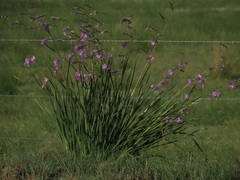 Dierama cooperi