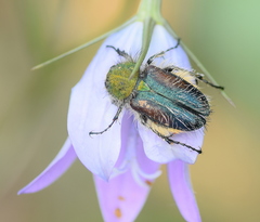 Pygopleurus humeralis