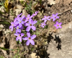 Leptosiphon androsaceus