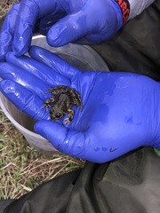 Telmatobius arequipensis