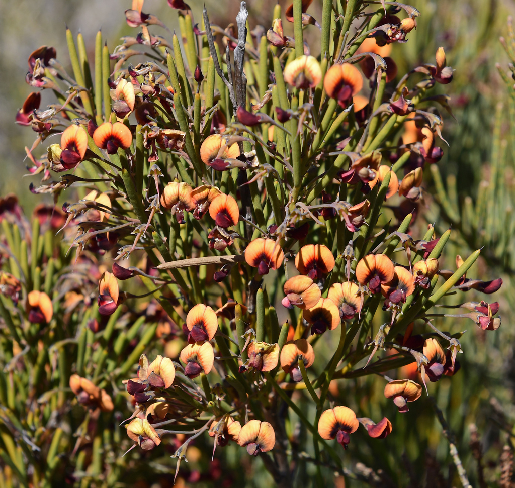 Daviesia teretifolia