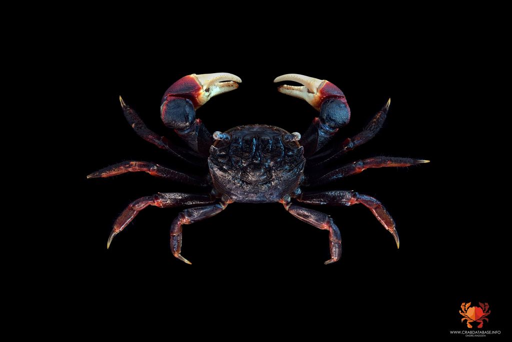 Neosarmatium
