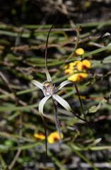Caladenia varians