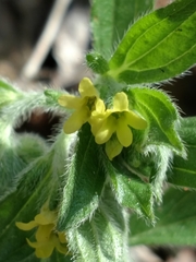 Lithospermum tuberosum