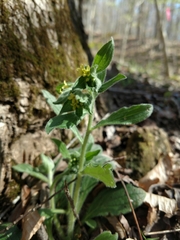 Lithospermum tuberosum