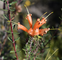 Lambertia inermis