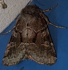Oligia minuscula