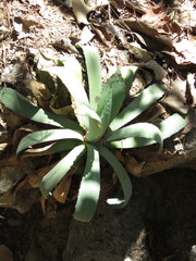 Agave maximiliana