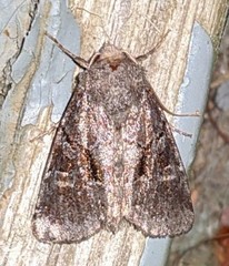Oligia minuscula
