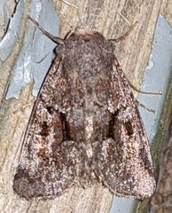 Oligia minuscula