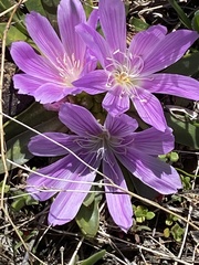 Lewisia brachycalyx