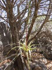 Tillandsia makoyana
