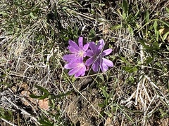 Lewisia brachycalyx