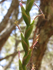 Tillandsia makoyana