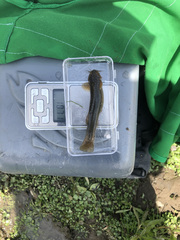 Trichomycterus rivulatus