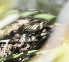 Aspidoscelis gularis