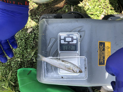 Basilichthys semotilus