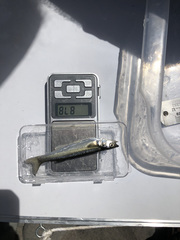 Basilichthys semotilus