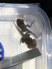 Telmatobius arequipensis