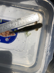 Trichomycterus rivulatus