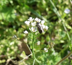 Cauchas rufifrontella