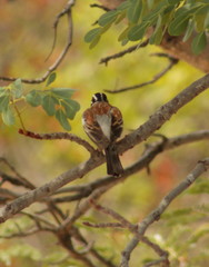Emberiza flaviventris kalaharica
