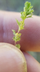 Alchemilla occidentalis