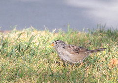 Zonotrichia leucophrys