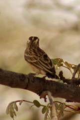 Emberiza flaviventris kalaharica
