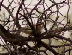 Emberiza flaviventris kalaharica
