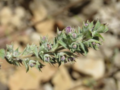 Hyptis rhytidea