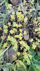 Alchemilla occidentalis