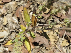 Hyptis rhytidea