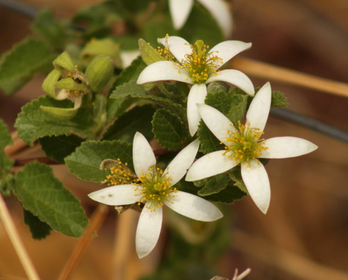 Grewia avellana