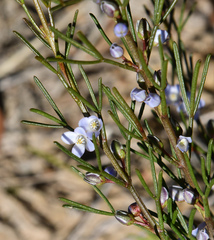 Cyanothamnus ramosus