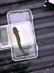 Trichomycterus rivulatus