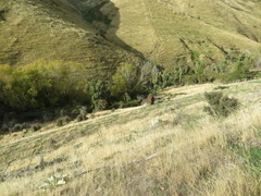 Coprosma crassifolia