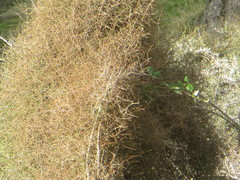 Coprosma crassifolia