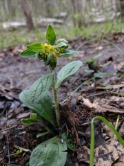 Lithospermum tuberosum