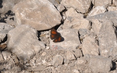 Cissia rubricata rubricata