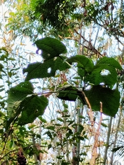 Clerodendrum japonicum