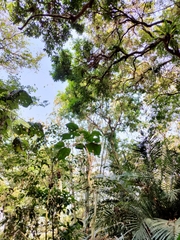 Clerodendrum japonicum