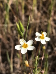 Leptosiphon parviflorus