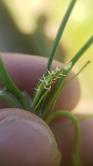 Triglochin scilloides