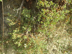 Pimelea prostrata