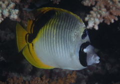 Chaetodon