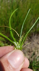 Triglochin scilloides